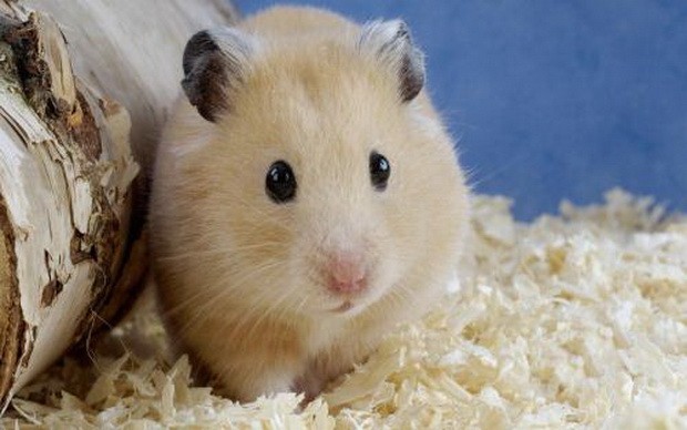 盤點10大可愛老鼠 ảnh 4