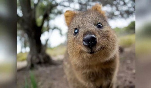 盤點10大可愛老鼠 ảnh 5