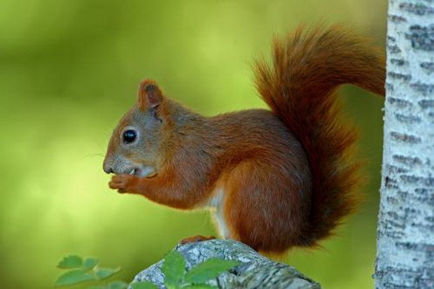 盤點10大可愛老鼠 ảnh 7