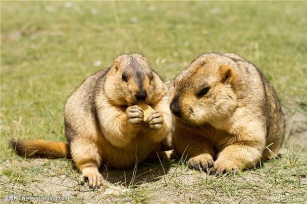 盤點10大可愛老鼠 ảnh 8