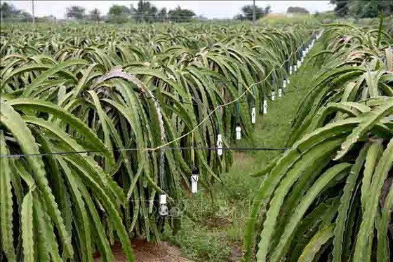 平順省火龍果園一瞥。（圖源：越通社）