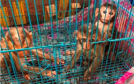 （示意圖源：互聯網）