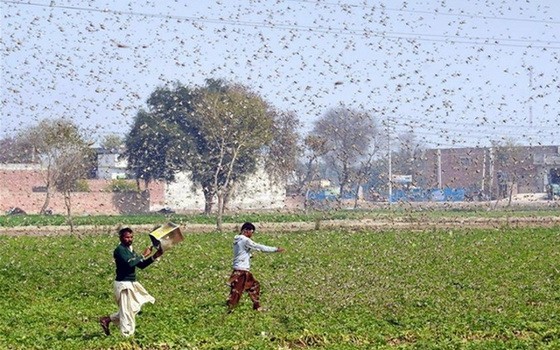 蝗災導致農作物受損。（圖源：新華社）