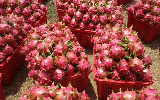 目前火龍果售價劇增，每公斤介於1萬3000元至1萬6000元。（圖源：互聯網）