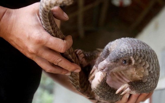 在過去20年中，近90萬隻瀕危動物穿山甲在全球範圍被非法販運。（圖源：路透社）