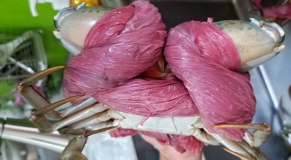 螃蟹内内外外都是布繩和塑料繩，看不到螃蟹的背殼。（圖源：臉書）