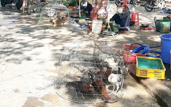 舊邑郡阮文功街的自發性街市出售不少活家禽。