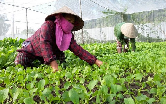 兩名女園夫在照顧菜圃內的蔬菜。（圖源：TNO）