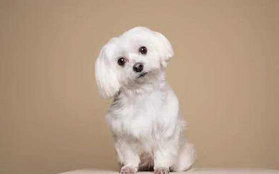 （示意圖源：互聯網）