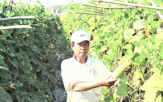 阮文寨檢查種植技術。
