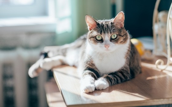 （示意圖源：互聯網）