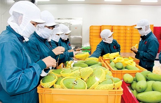 農業與農村發展部：今年第一季度，農產品出口額達90億6000萬美元，進口額達62億美元。（示意圖源：互聯網）