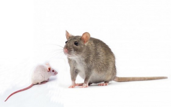 （示意圖源：田升）