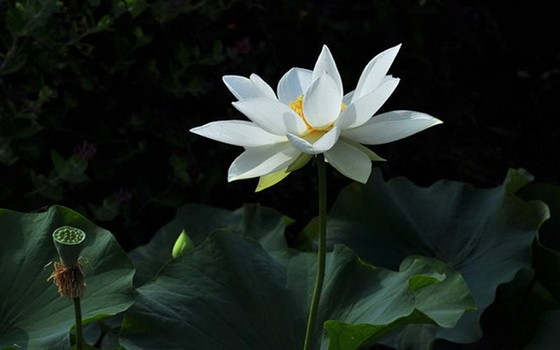 （示意圖源：互聯網）