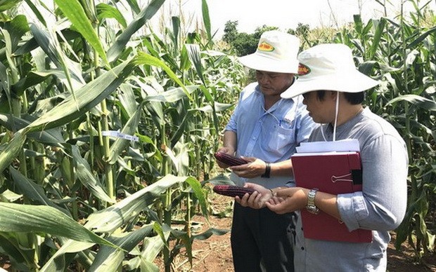 應用科技提高農業產量 ảnh 1