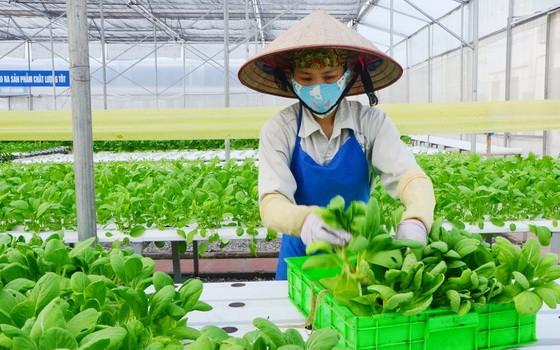 以新技術種植無公害蔬菜。