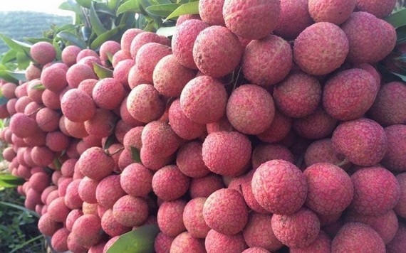 新鮮美味多汁的北江陸岸荔枝。（示意圖源：互聯網）