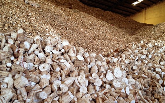 圖為木薯片儲存倉一瞥。（圖源：互聯網）