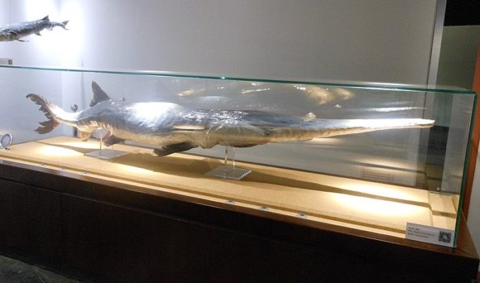 最崩潰的事實！科學家證實已於 2019 年絕種的動物 ảnh 3