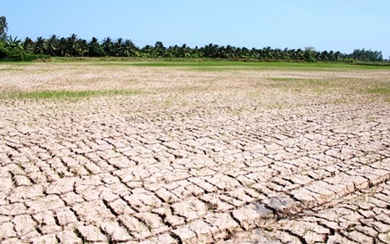 政府總理最近頒行第601號公電，要求集中應對在中部和西原區域的酷熱、乾旱和海水入侵情況。（圖源：互聯網）