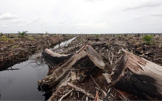 伐木令林木大量減少。（圖源：互聯網）