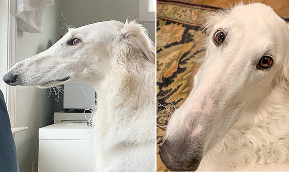 俄羅斯獵狼犬埃里斯或是世界上最長的狗鼻子。（圖源：互聯網）