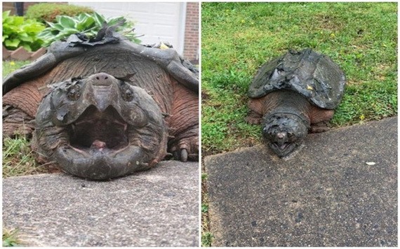 大鱷龜四處遊蕩。（圖源：互聯網）