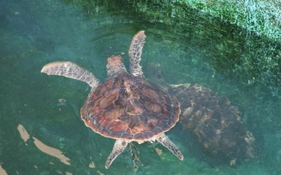 致力保護海洋生物