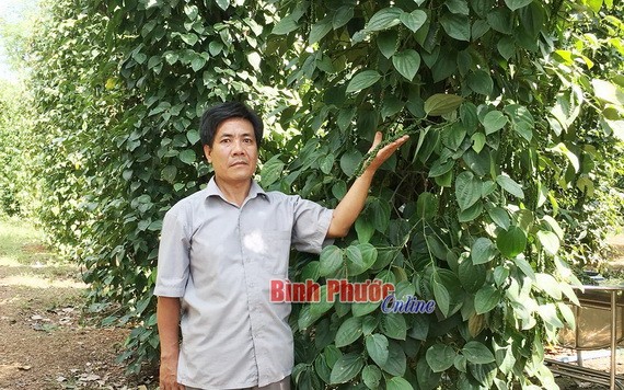 圖為平福省祿寧縣祿晉鄉1B村鄧文俊老農家向記者介紹自家的胡椒園。（圖源：平福在線）