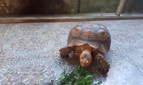 珍稀閉殼龜釋放前近照。（圖源：楊光）