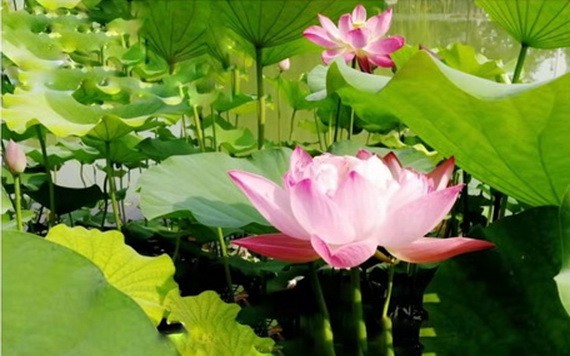 （示意圖源：互聯網）