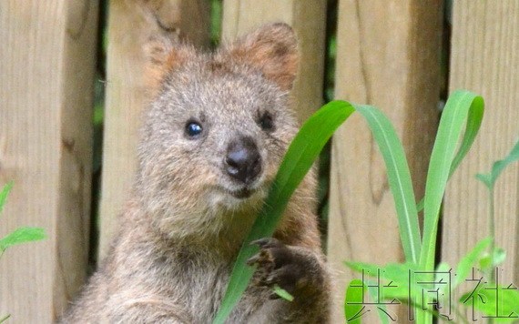 日本埼玉縣兒童動物自然公園 29日向媒體展示了因看起來面帶笑容被稱為“世界上最幸福動物”的短尾矮袋鼠。（圖源：共同社）