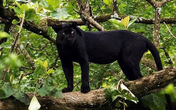 （示意圖源：互聯網）