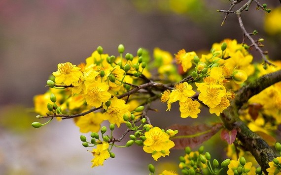 （示意圖源：互聯網）