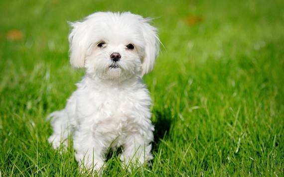 （示意圖源：互聯網）