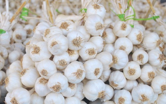 圖為李山島蒜頭。（圖源：明莊）