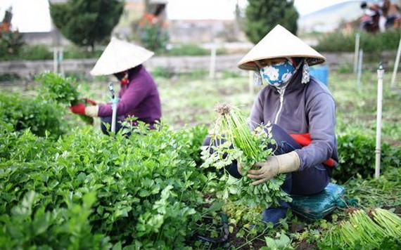 圖為兩名女農夫在收割蔬菜。（圖源：田升）