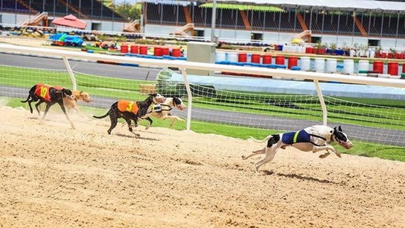 賽狗。（圖源：互聯網）