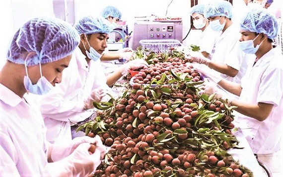 越南荔枝外銷國際市場。
