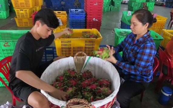 商販安放火龍果。（圖源：互聯網）