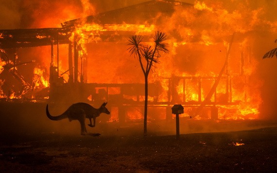 大火中的袋鼠。（圖源：互聯網）