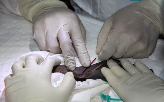 研究人員說，蝙蝠病毒譜系中病毒重組的現有多樣性和動態過程，證明了要事先鑑定出可能引發重大人類疫情的病毒相當困難。 （圖源：路透社）