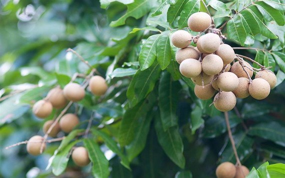 （示意圖源：互聯網）