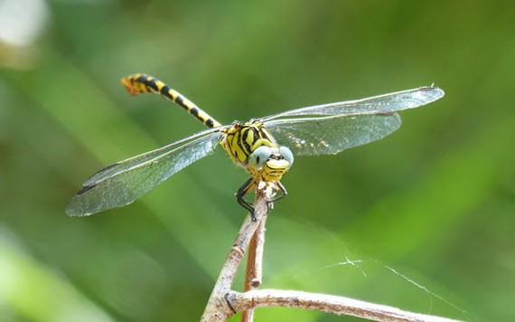 （示意圖源：互聯網） 