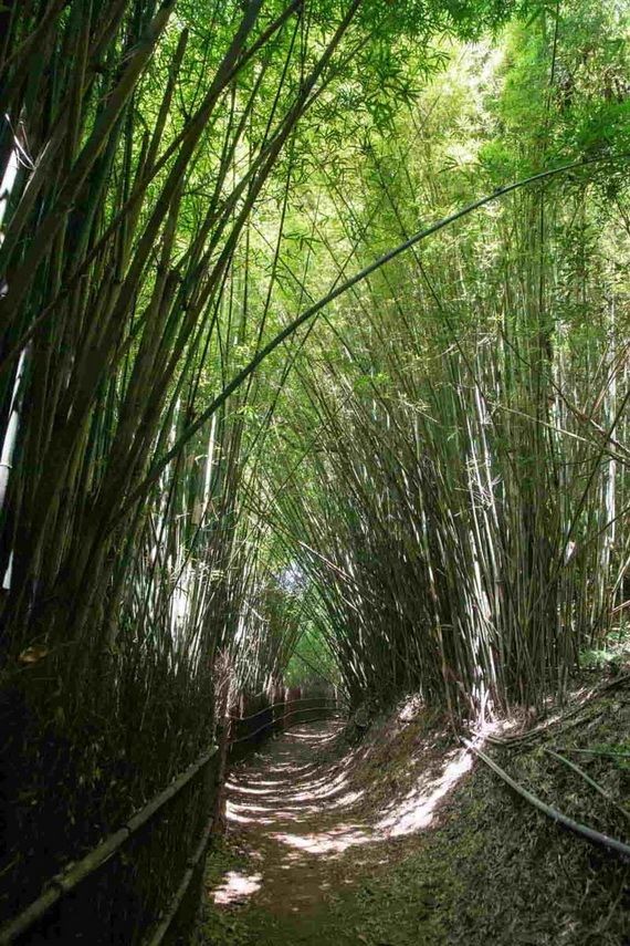 台灣６個「絕美竹林秘境」　走一趟「享受滿滿芬多精」忘卻憂愁