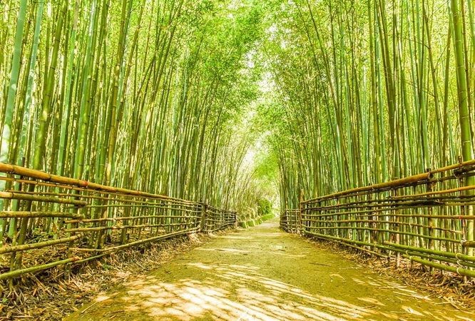 台灣６個「絕美竹林秘境」　走一趟「享受滿滿芬多精」忘卻憂愁 ảnh 1