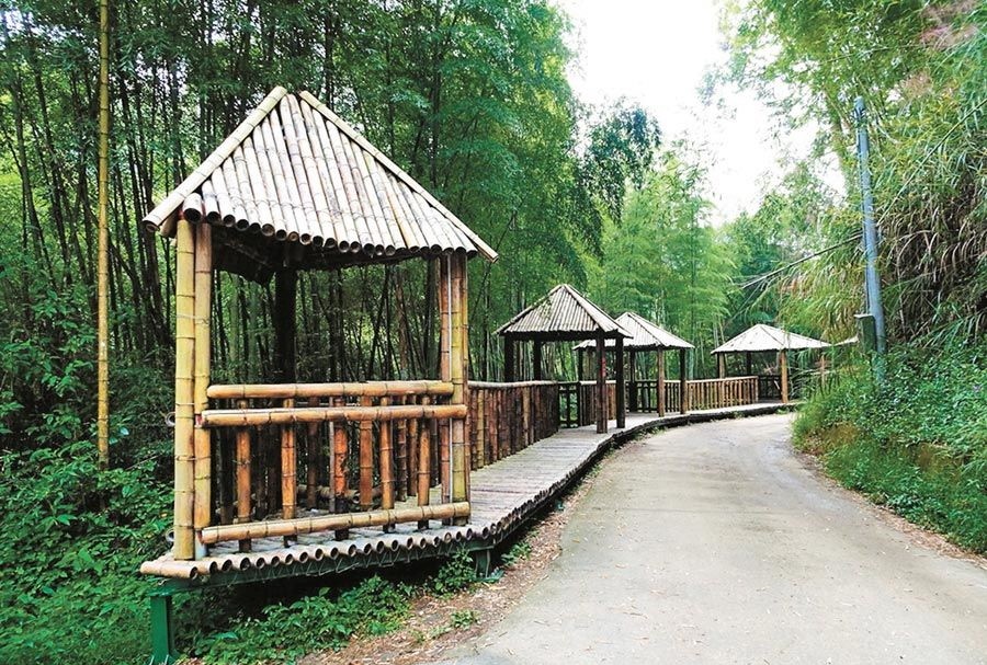 台灣６個「絕美竹林秘境」　走一趟「享受滿滿芬多精」忘卻憂愁 ảnh 3