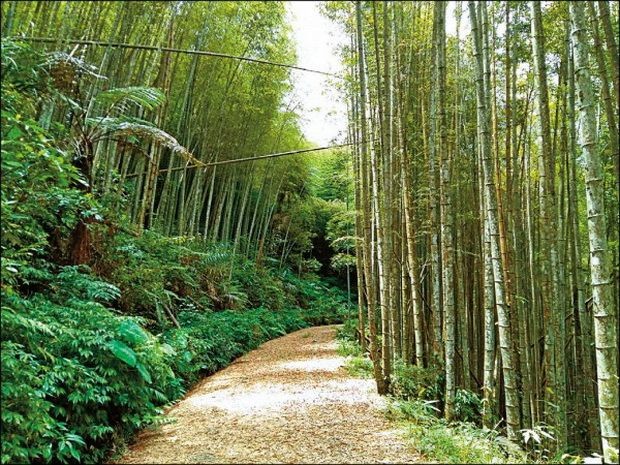 台灣６個「絕美竹林秘境」　走一趟「享受滿滿芬多精」忘卻憂愁 ảnh 5