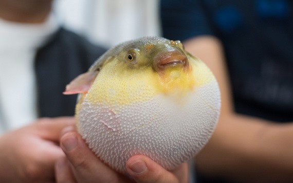 河豚（圖源：互聯網）