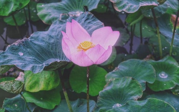 （示意圖源：互聯網）